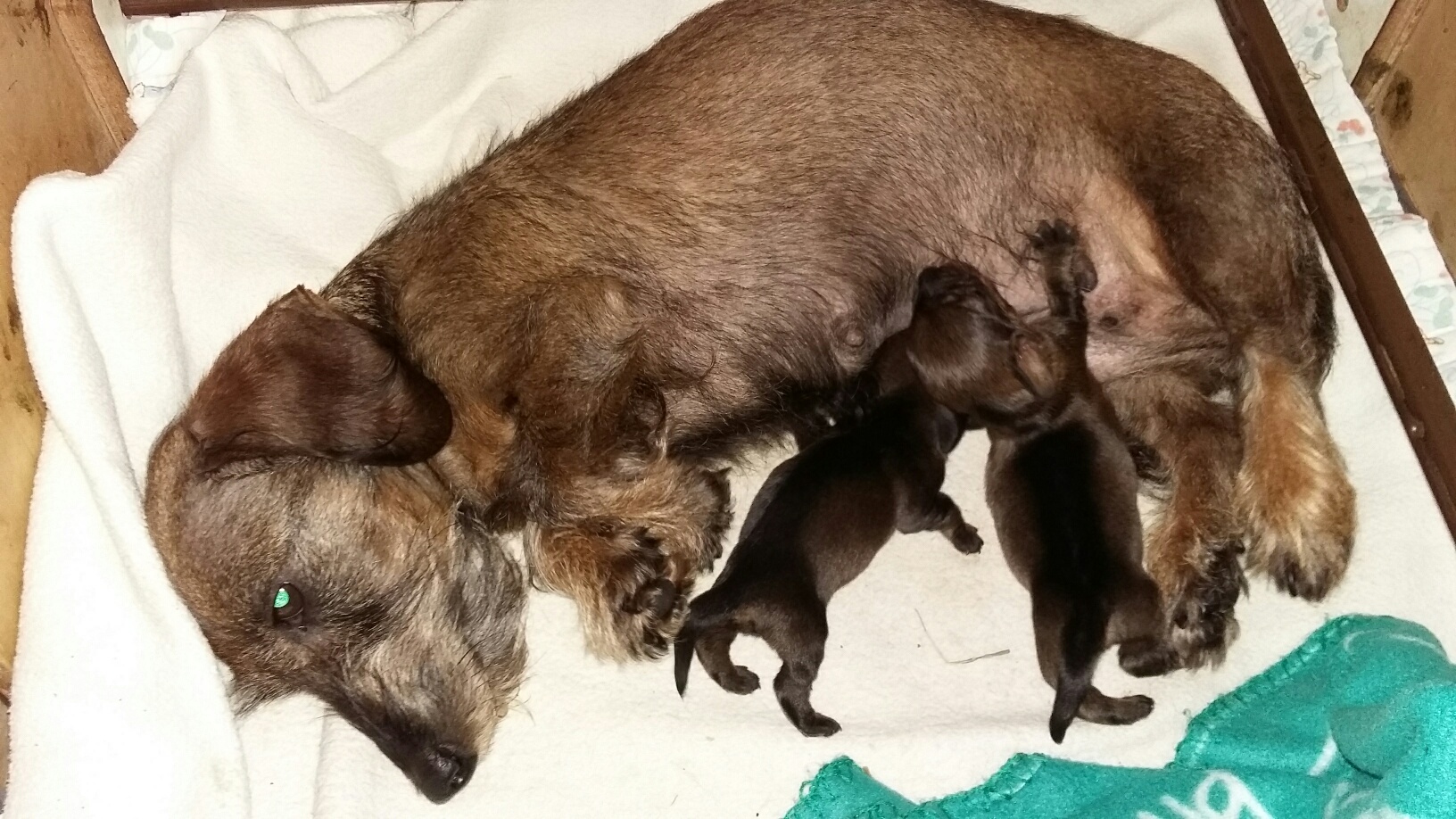 Picola en haar pups